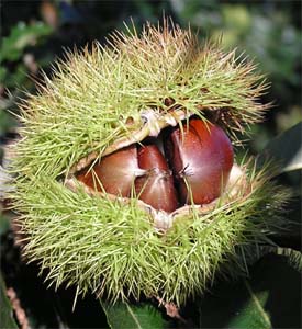 How do you store chestnuts?